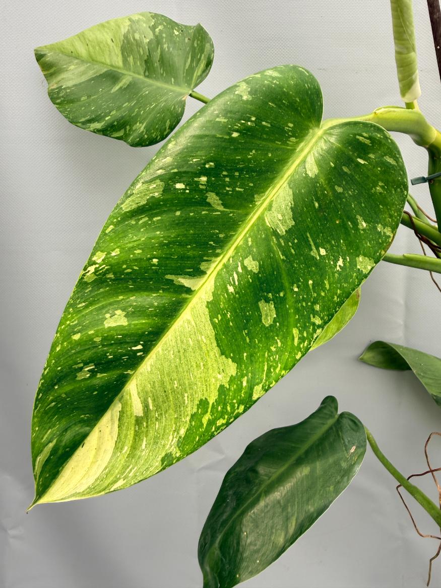 Philodendron Jose Buono variegata 06