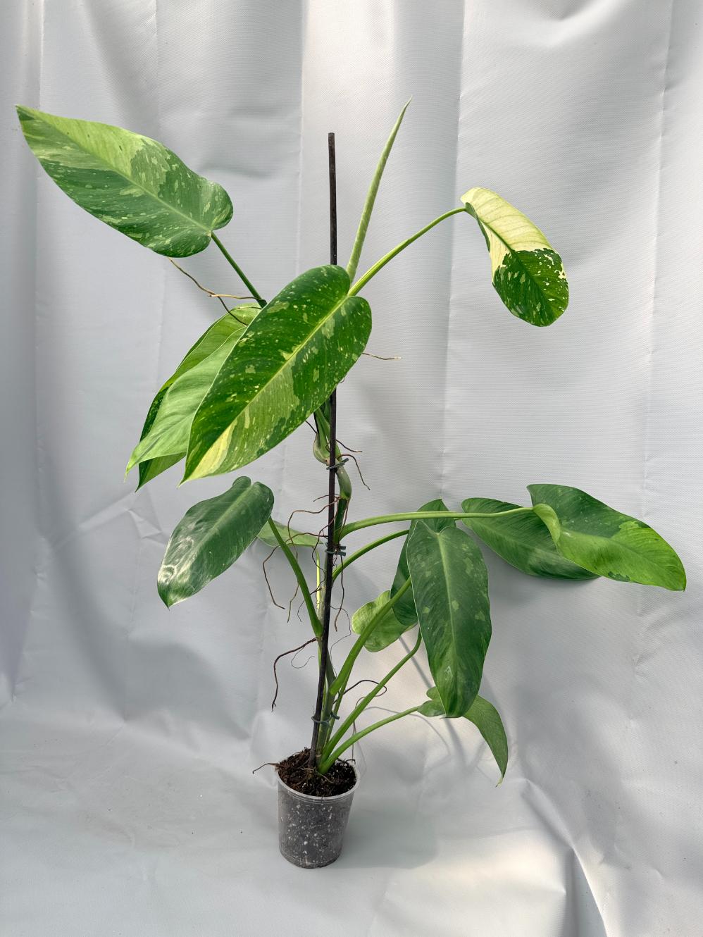 Philodendron Jose Buono variegata 01