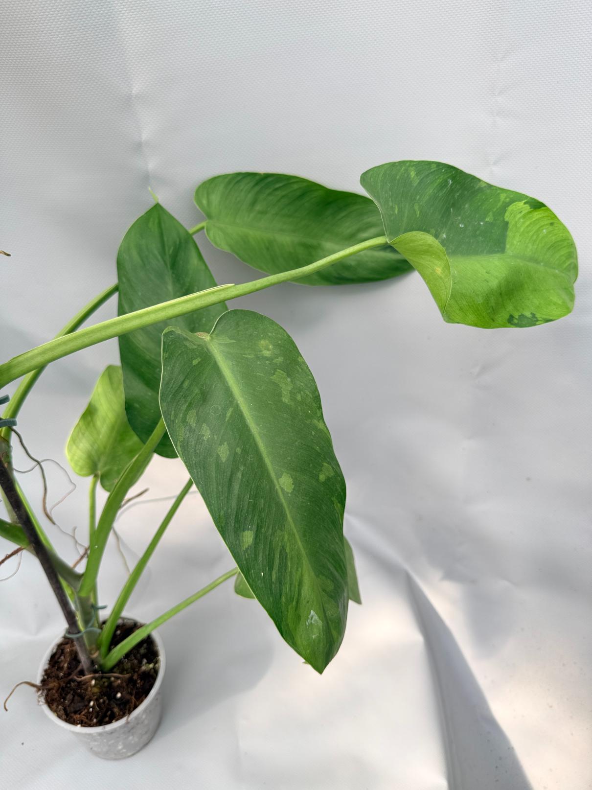 Philodendron Jose Buono variegata 07