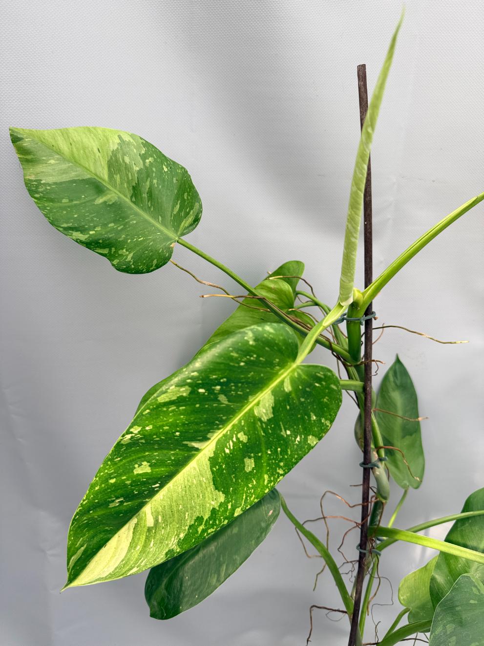 Philodendron Jose Buono variegata 02