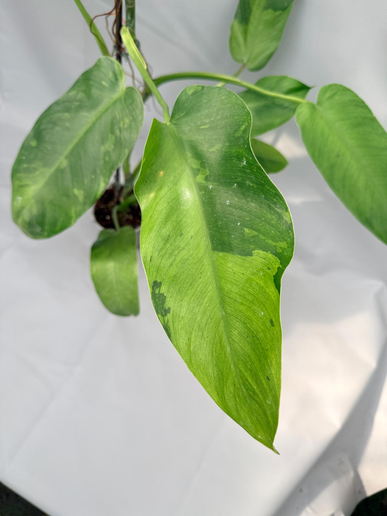 Philodendron Jose Buono variegata 03