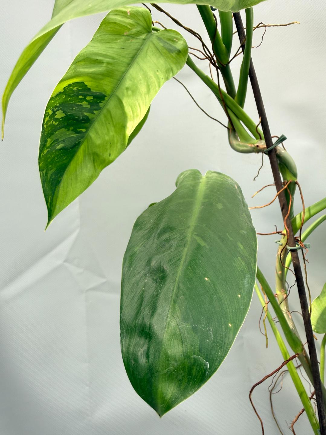 Philodendron Jose Buono variegata 04