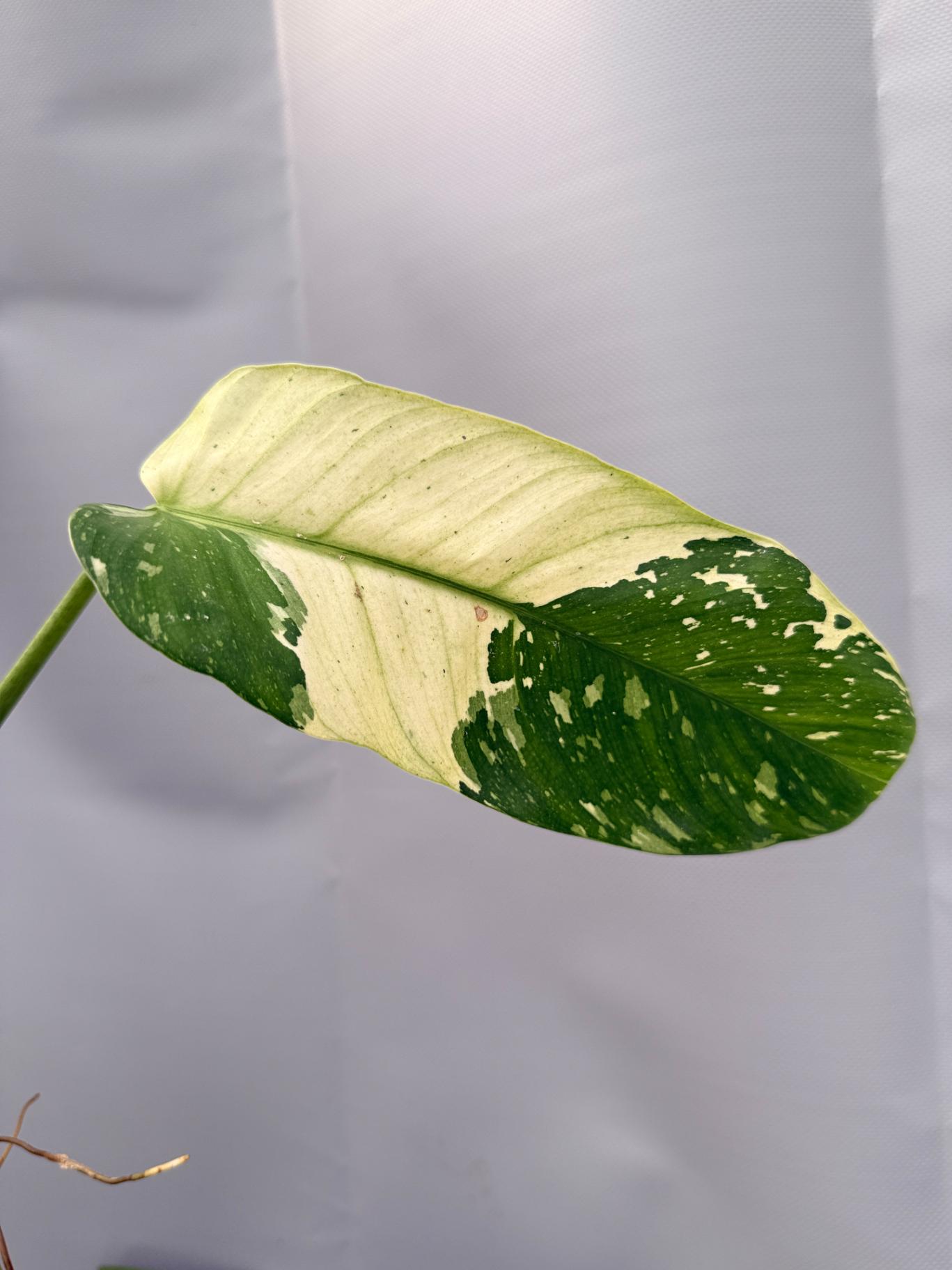 Philodendron Jose Buono variegata 05