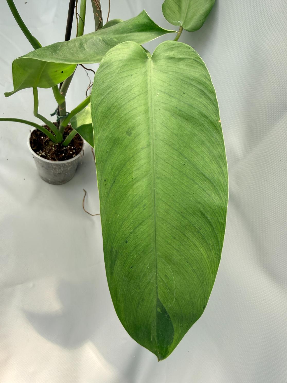 Philodendron Jose Buono variegata 08