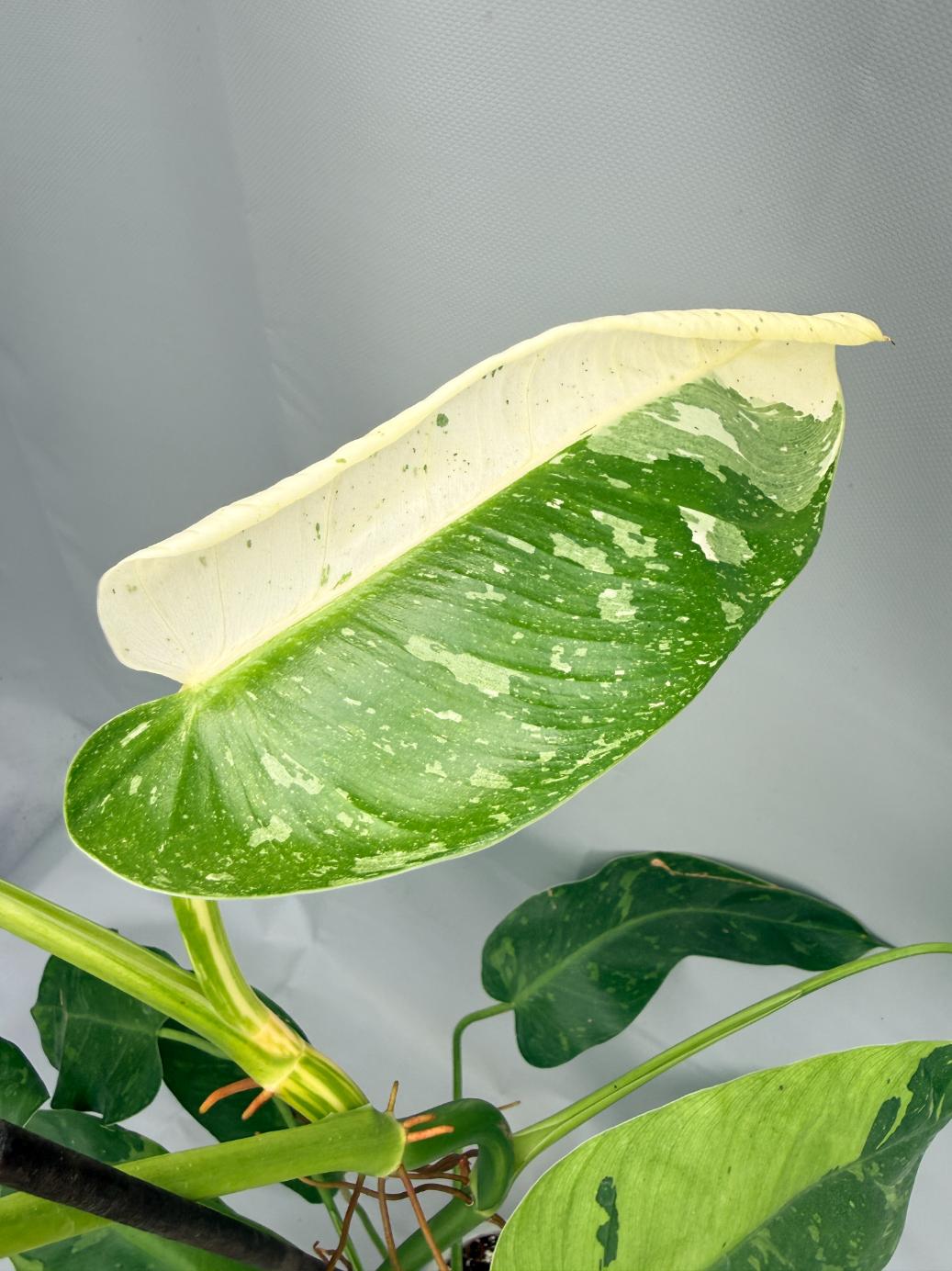 philodendron jose buono vs imbe Philodendron Jose Buono variegata XL