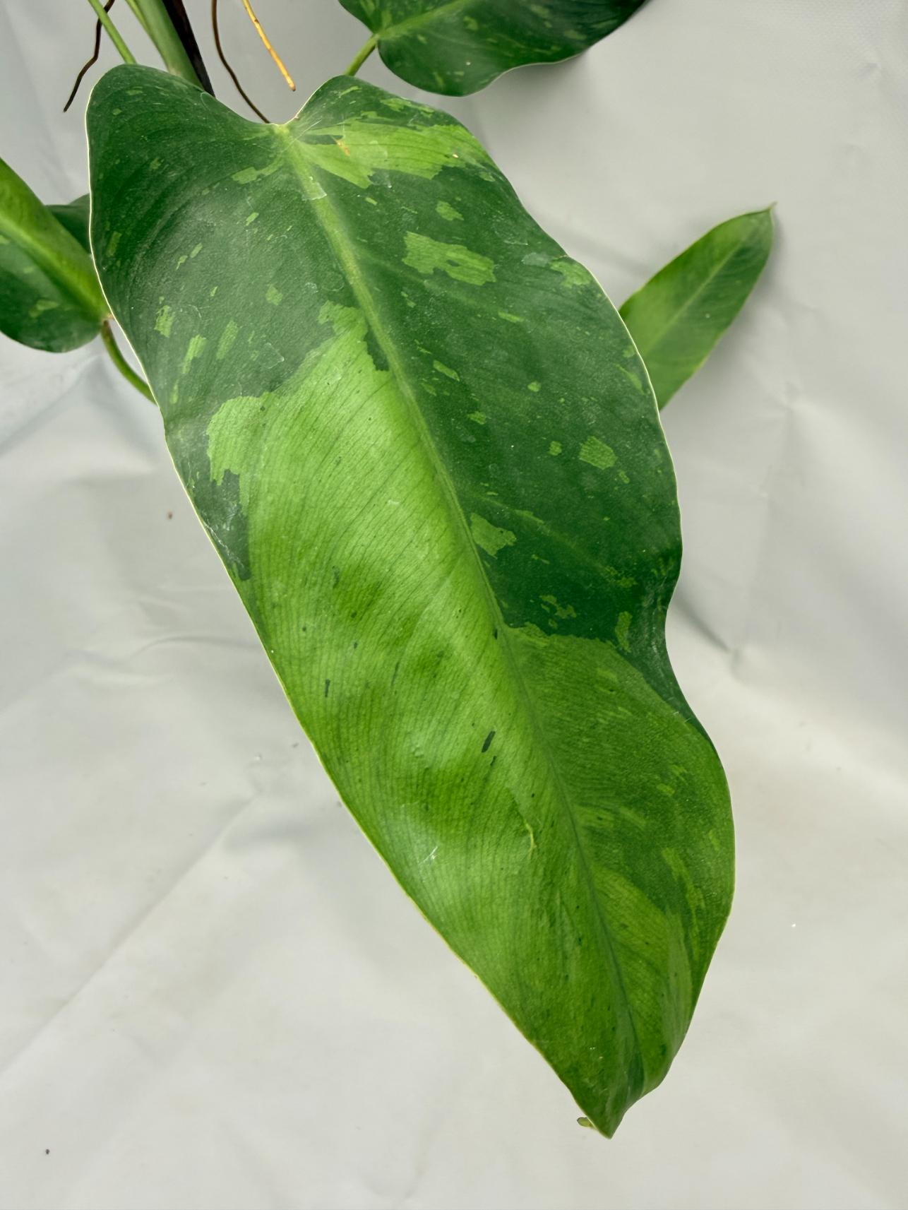 philodendron jose buono vs imbe Philodendron Jose Buono variegata XL