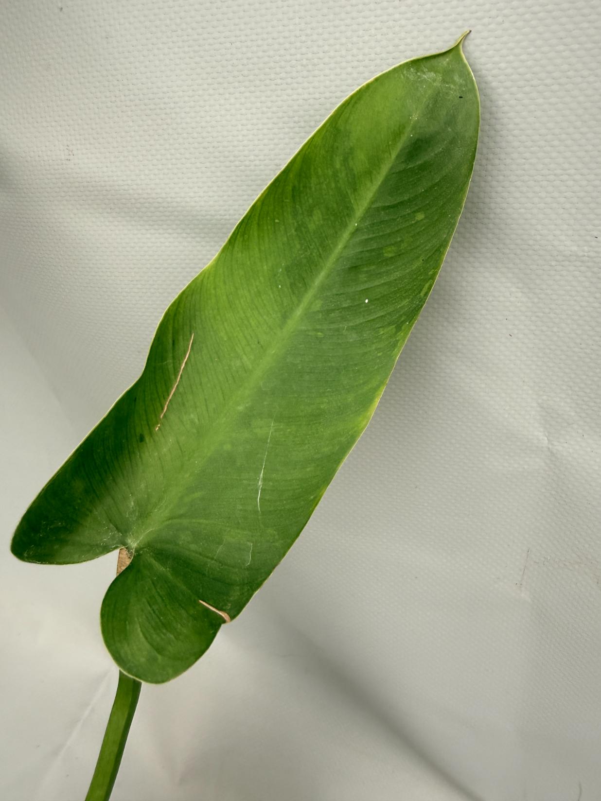 Philodendron Jose Buono variegata 08