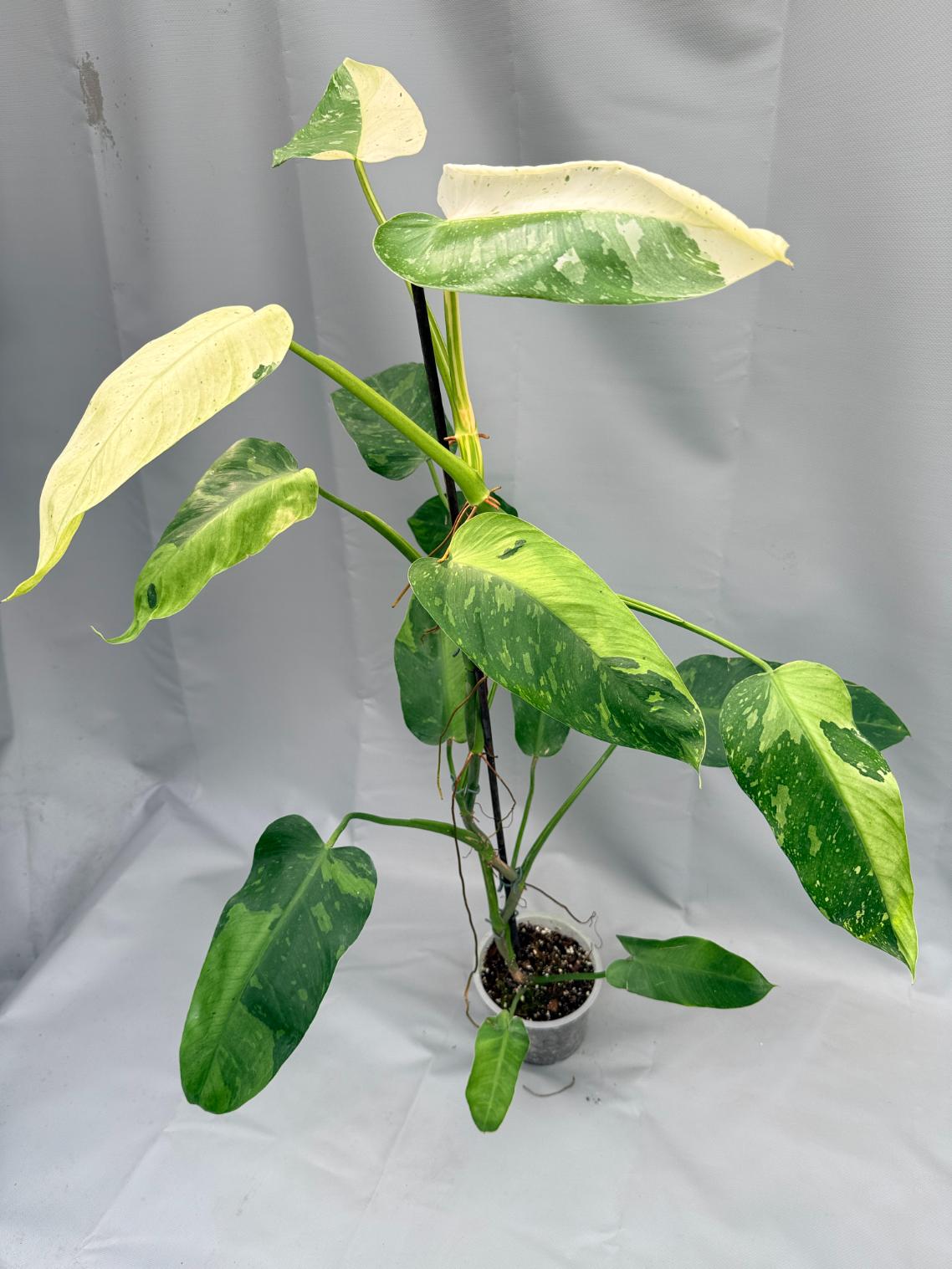 Philodendron Jose Buono variegata 01