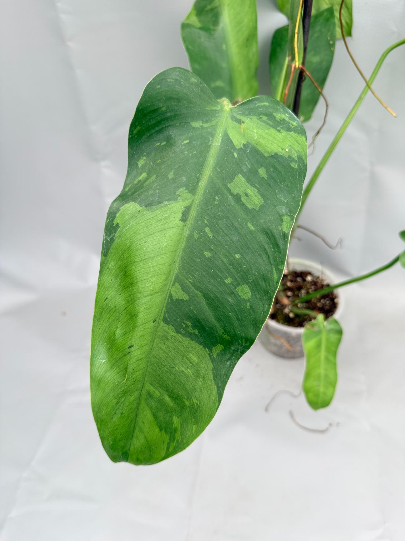 Philodendron Jose Buono variegata 02