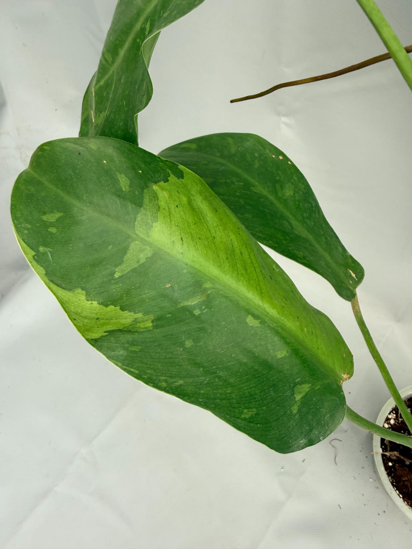 Philodendron Jose Buono variegata 03