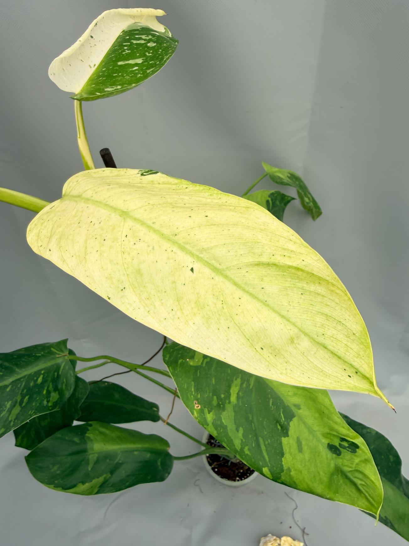 Philodendron Jose Buono variegata 04
