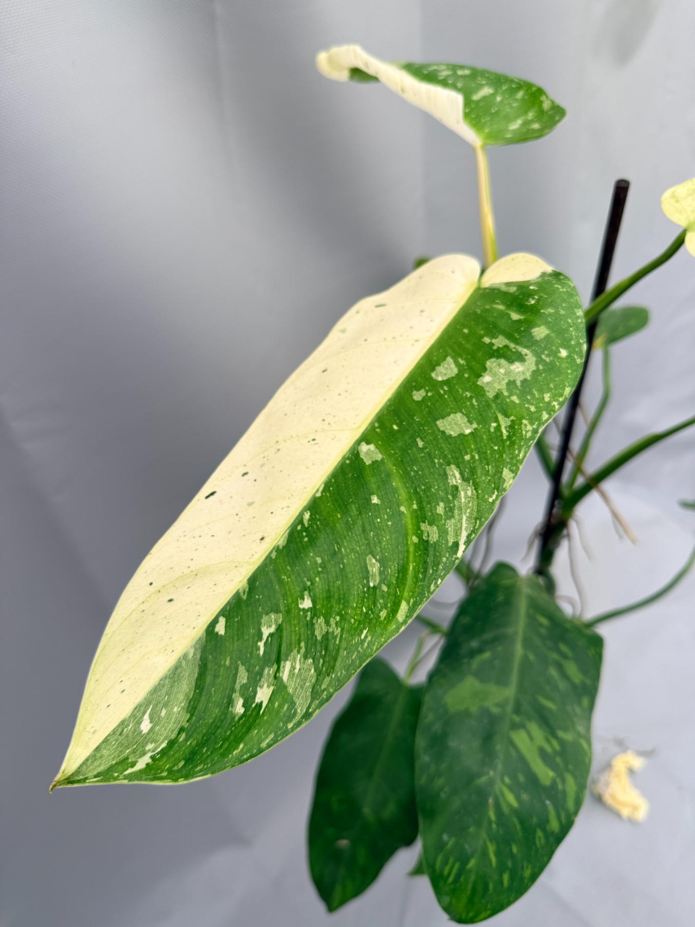 Philodendron Jose Buono variegata 05