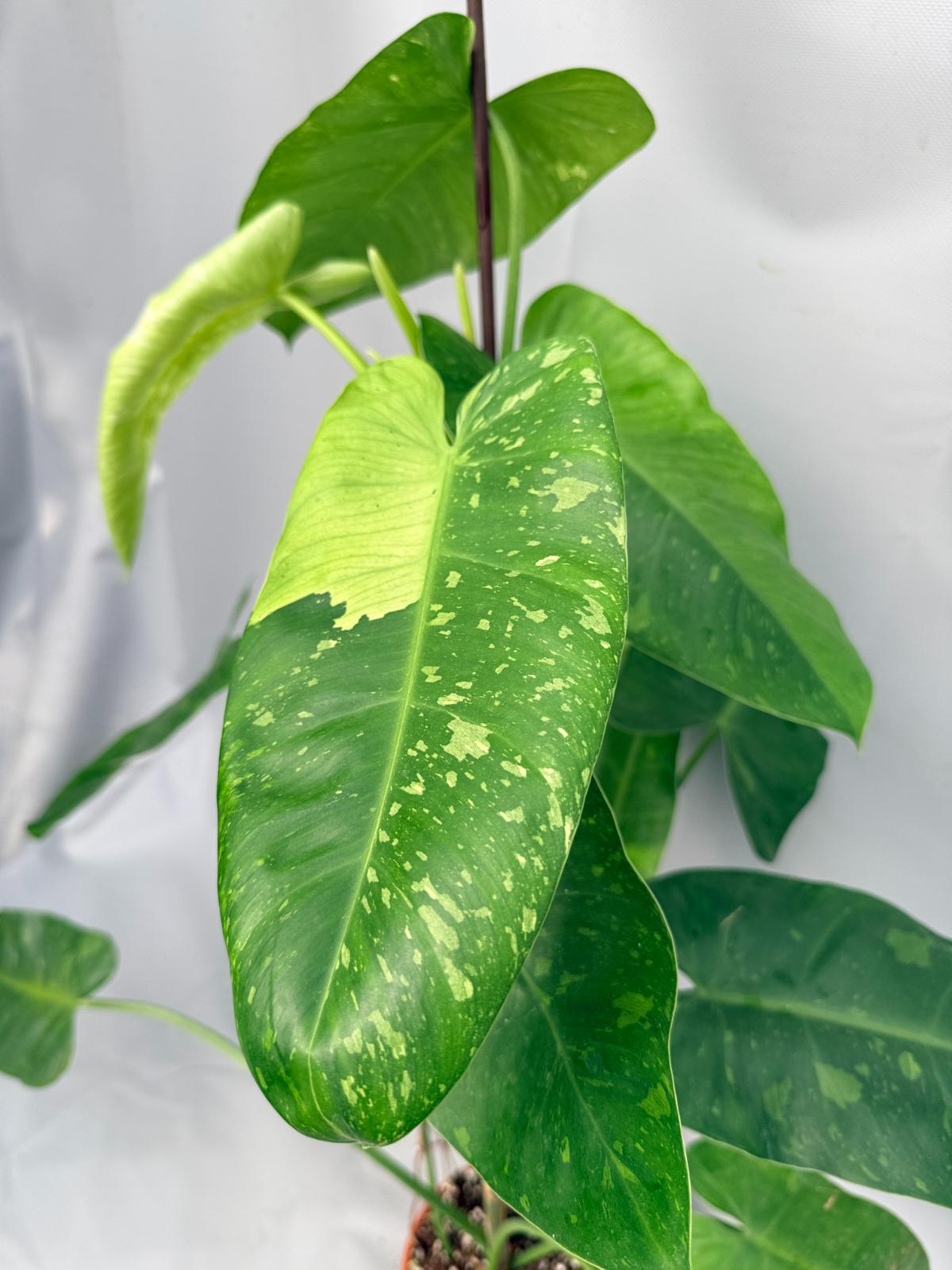 Philodendron Jose Buono variegata XL 09