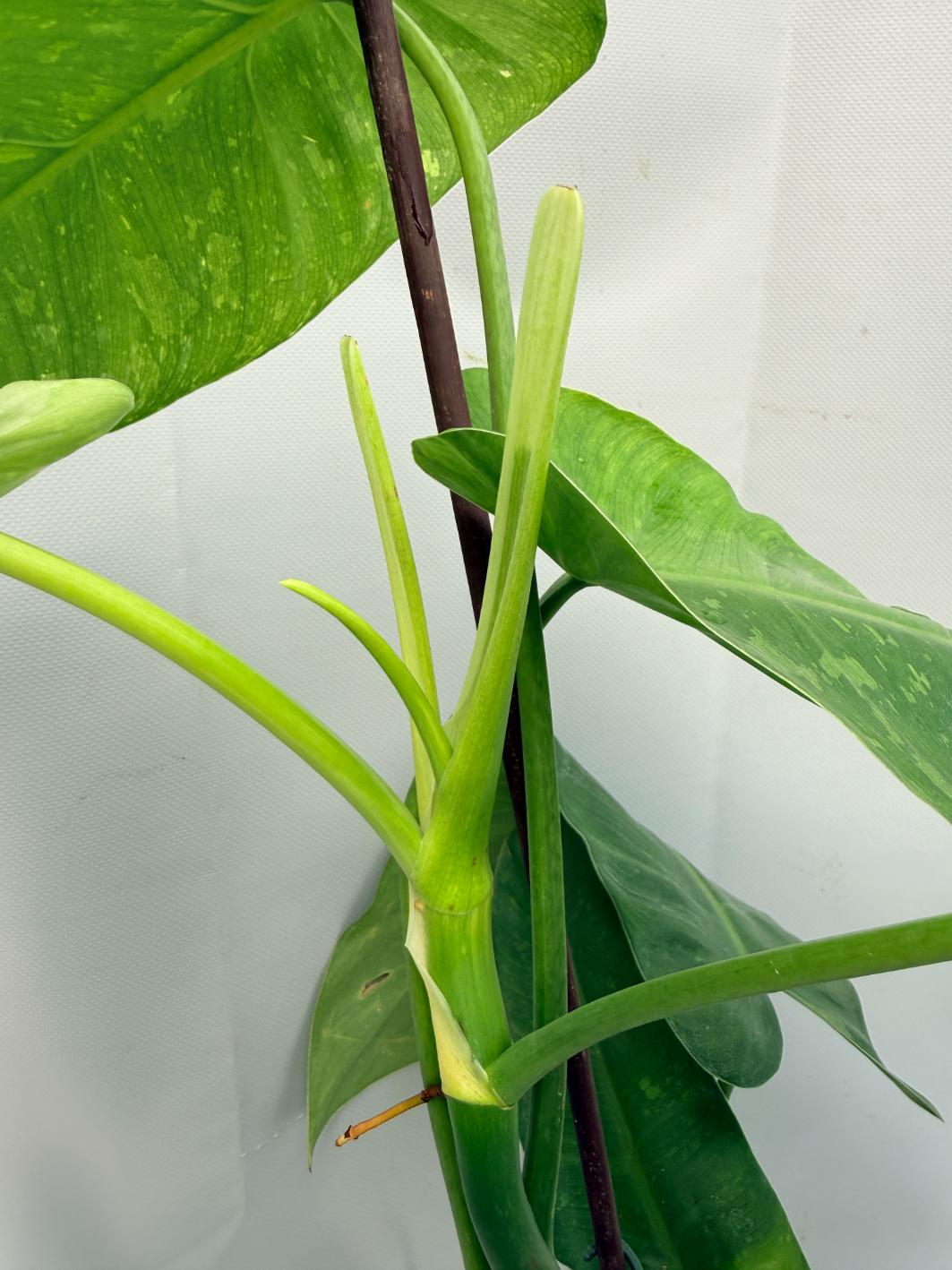 Philodendron Jose Buono variegata XL 10