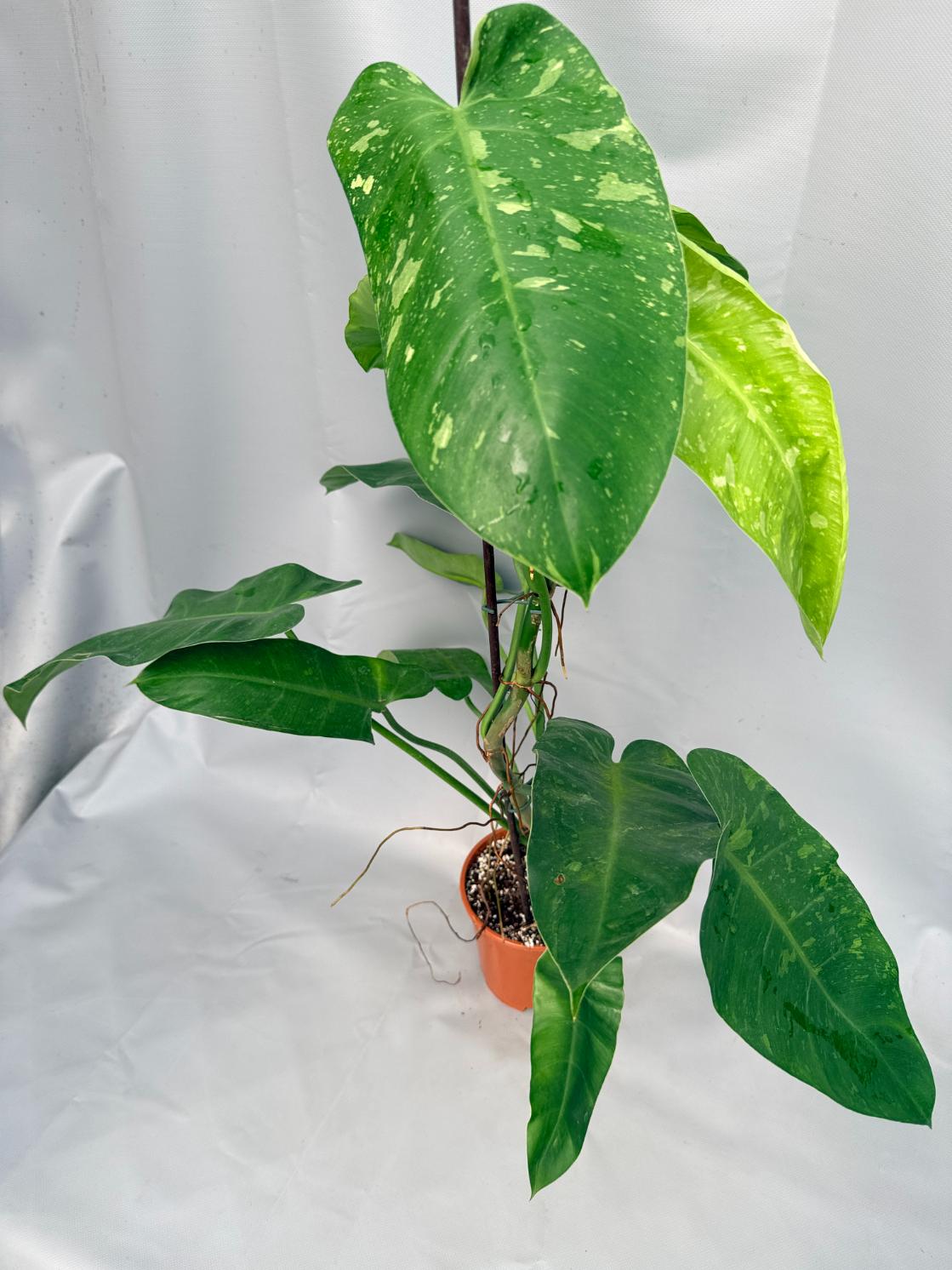 Philodendron Jose Buono variegata XL 02