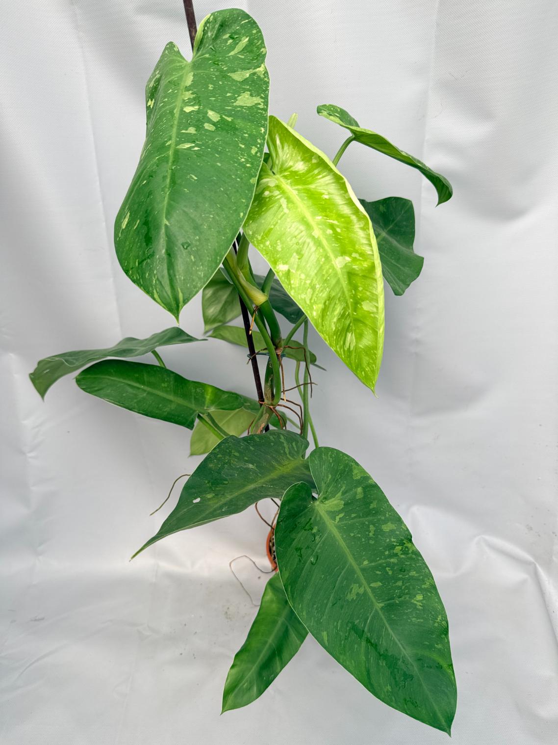 Philodendron Jose Buono variegata XL 03
