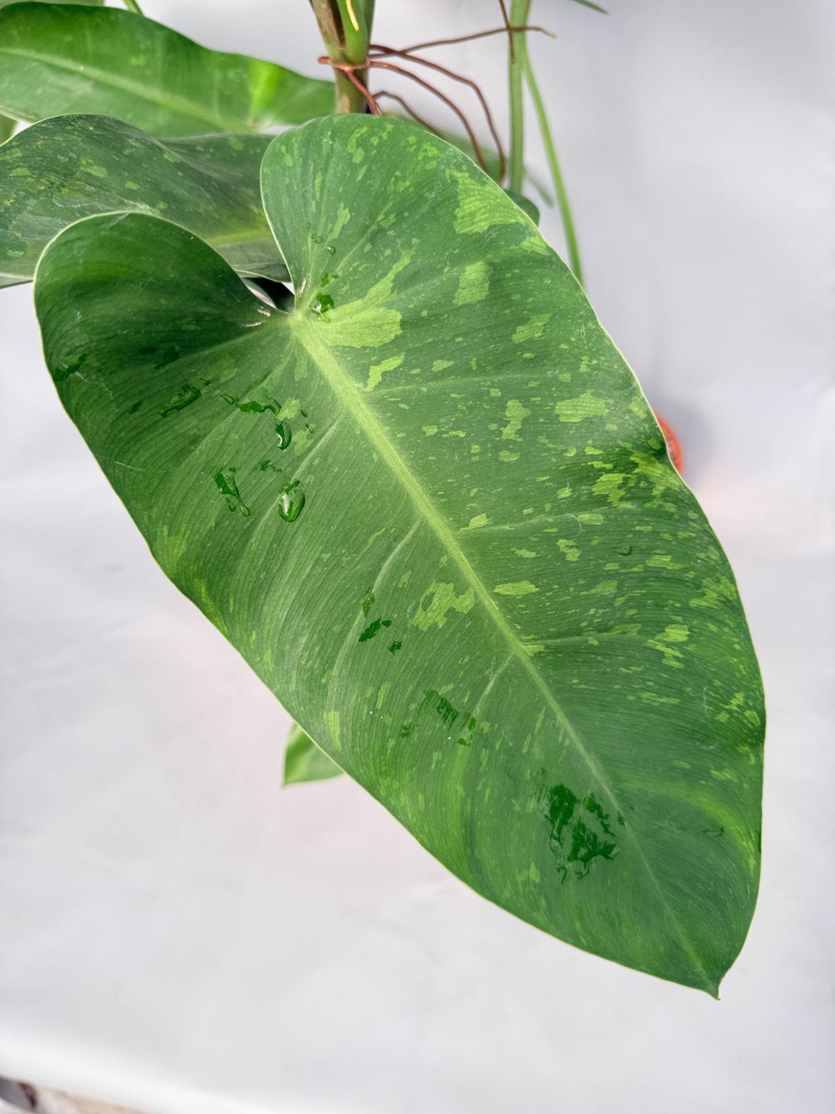 Philodendron Jose Buono variegata XL 04