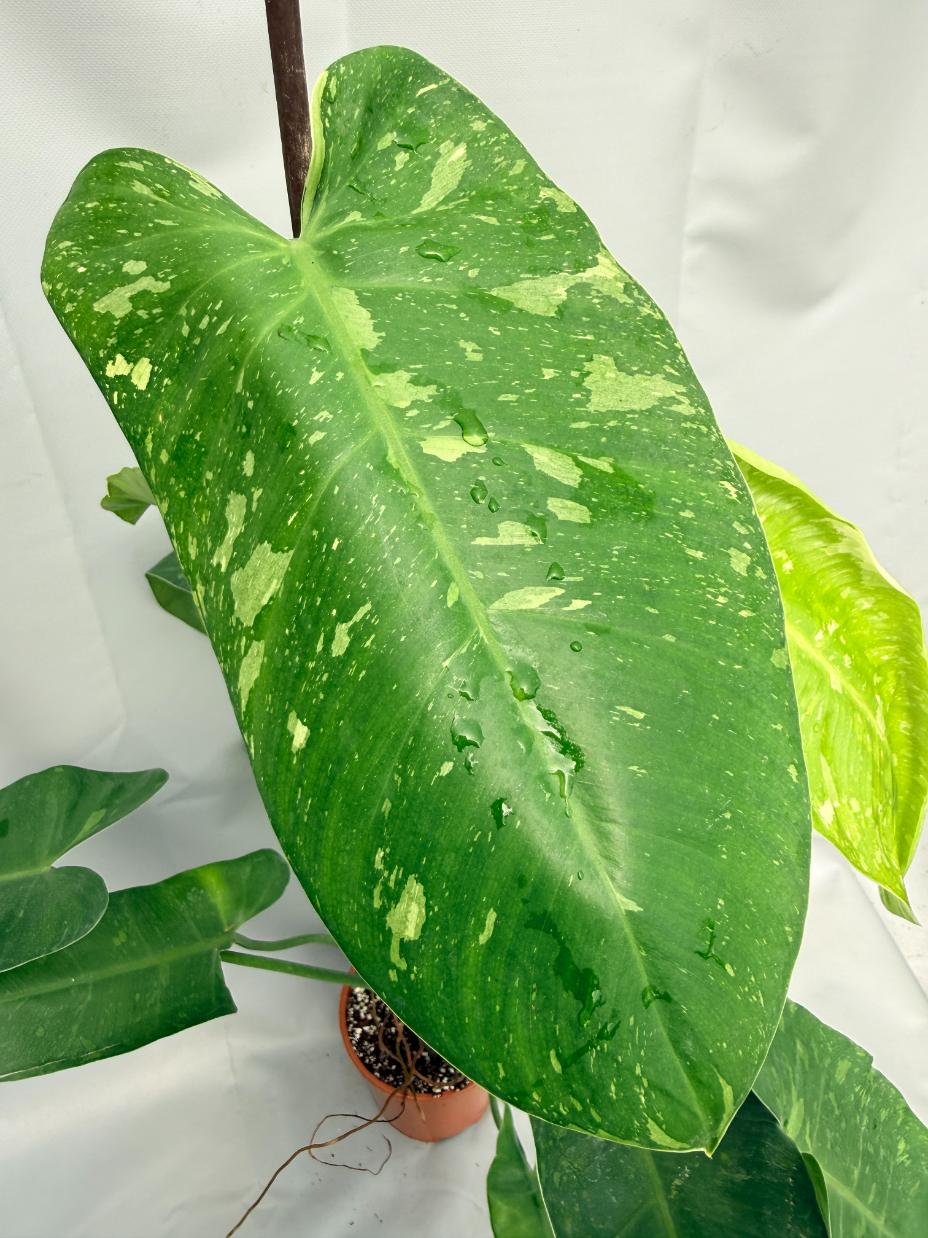 Philodendron Jose Buono variegata XL 05