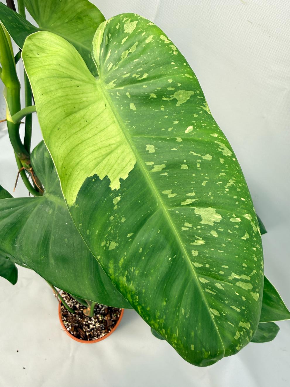 Philodendron Jose Buono variegata XL 07