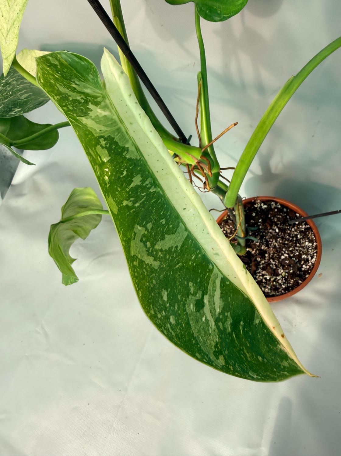 Philodendron Jose Buono variegata XL 08