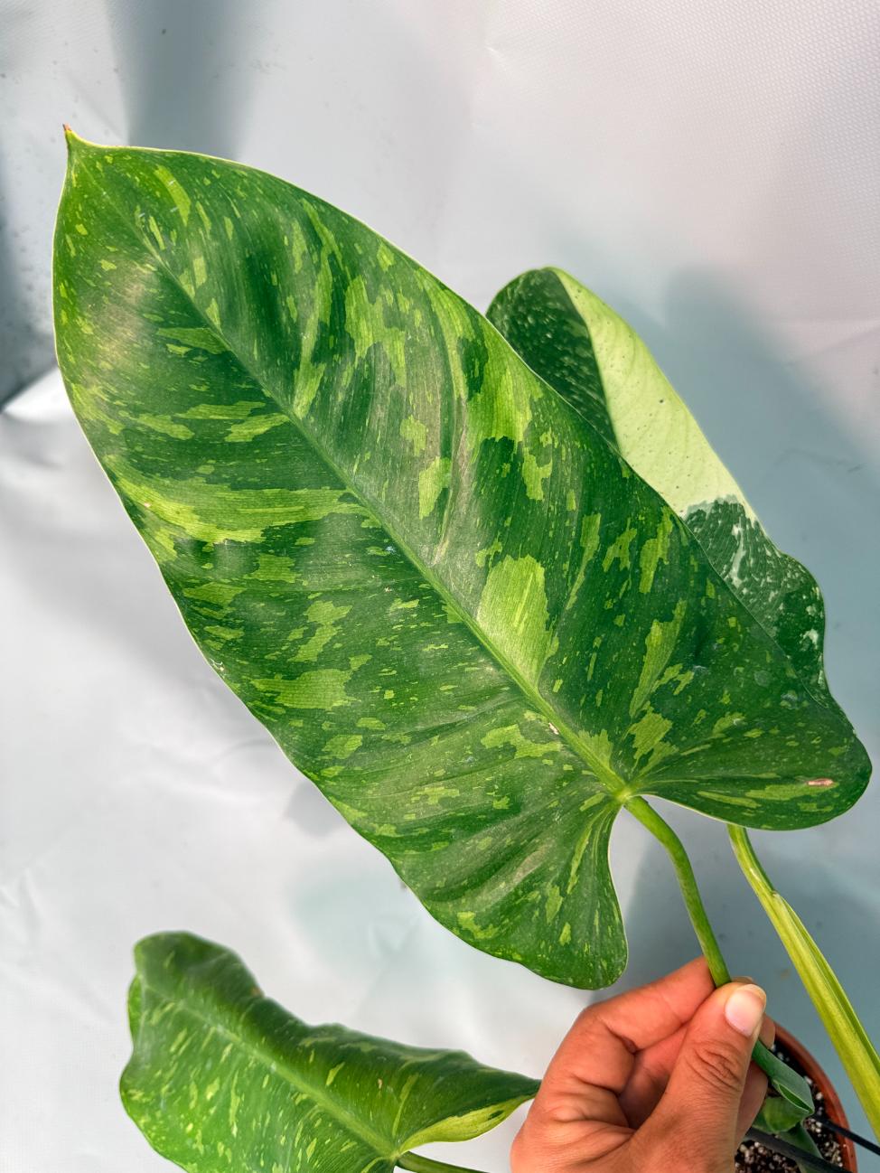Philodendron Jose Buono variegata XL 09