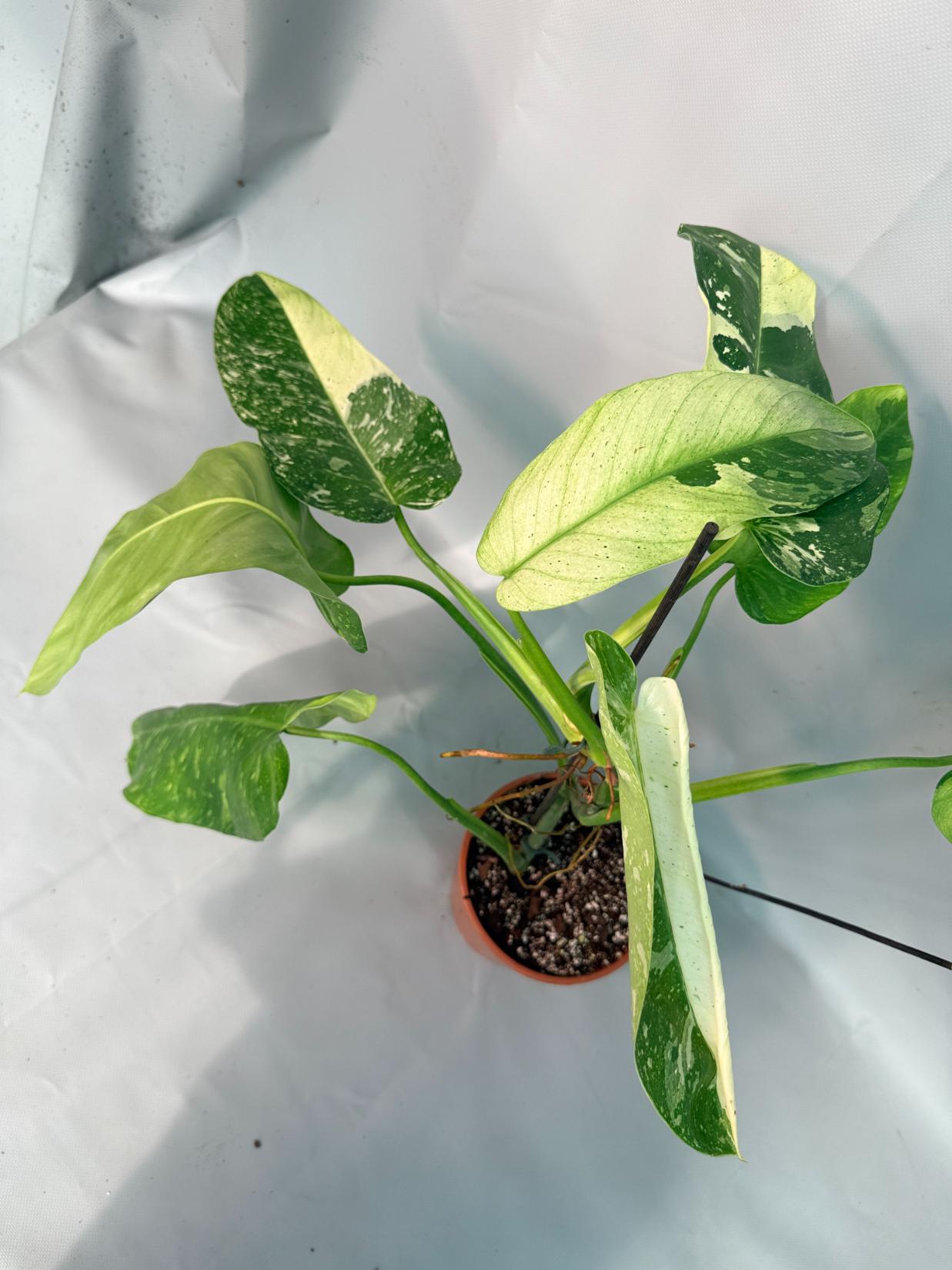 Philodendron Jose Buono variegata XL 10