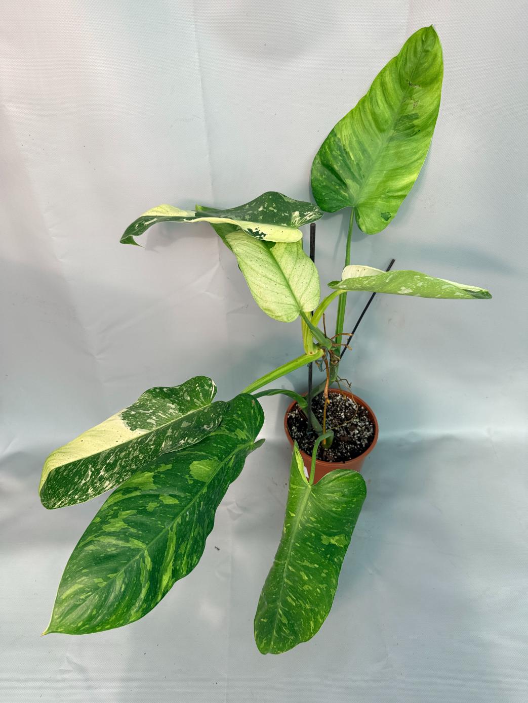 Philodendron Jose Buono variegata XL 01