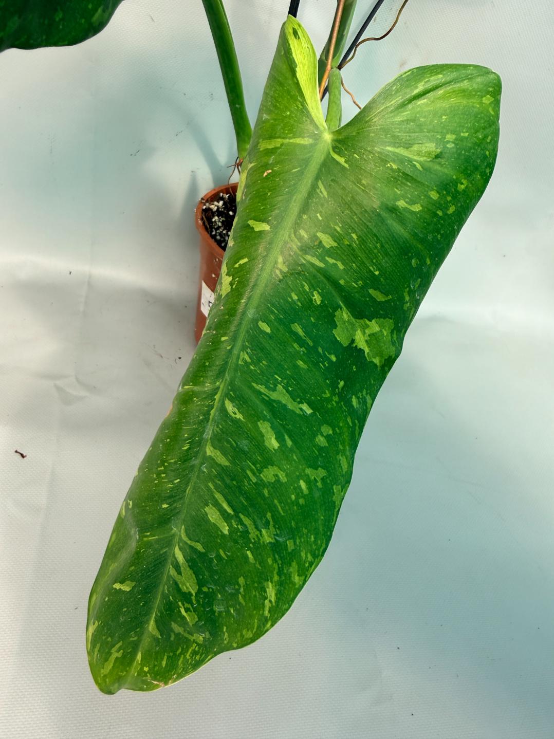 Philodendron Jose Buono variegata XL 02