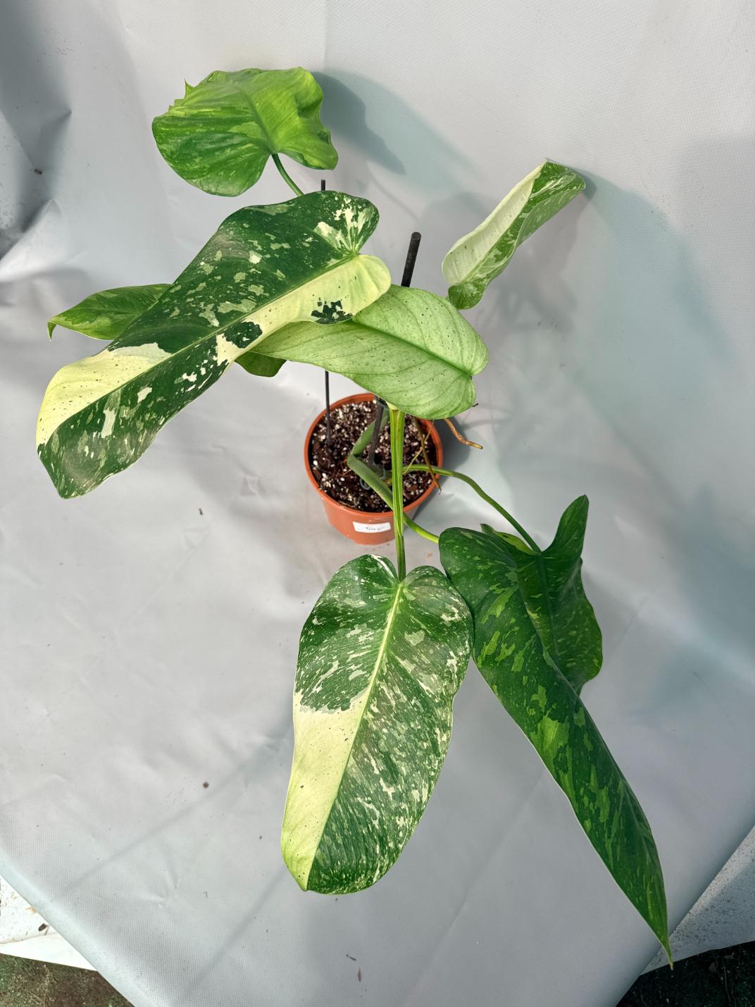 Philodendron Jose Buono variegata XL 03