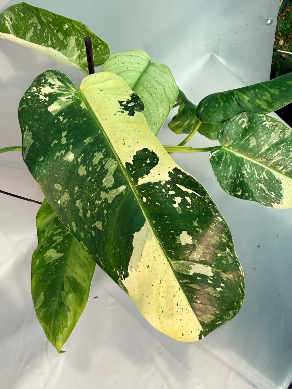 Philodendron Jose Buono variegata XL 04