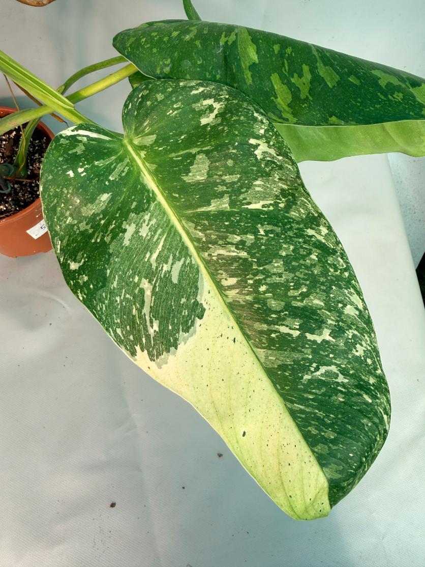 Philodendron Jose Buono variegata XL 05