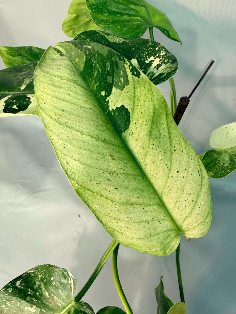 Philodendron Jose Buono variegata XL 06