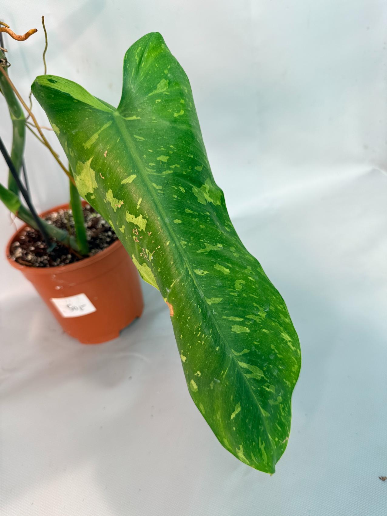 Philodendron Jose Buono variegata XL 07
