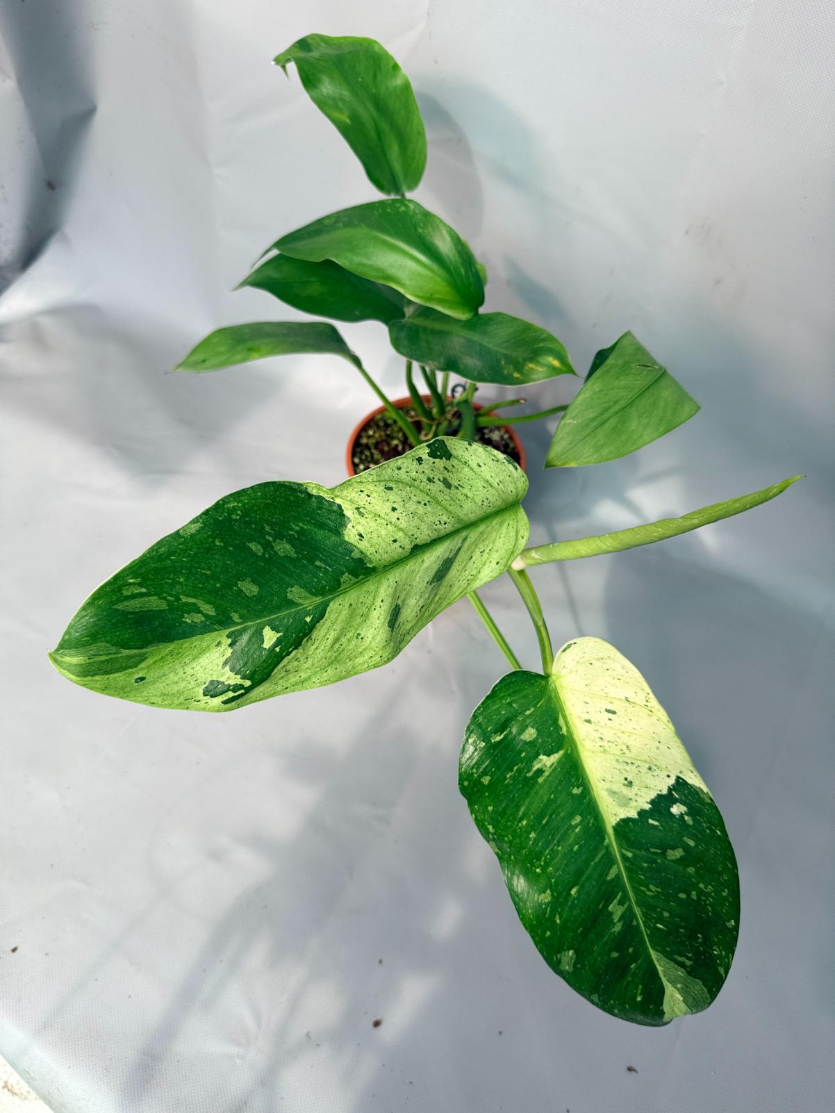 Philodendron Jose Buono variegata XL 02