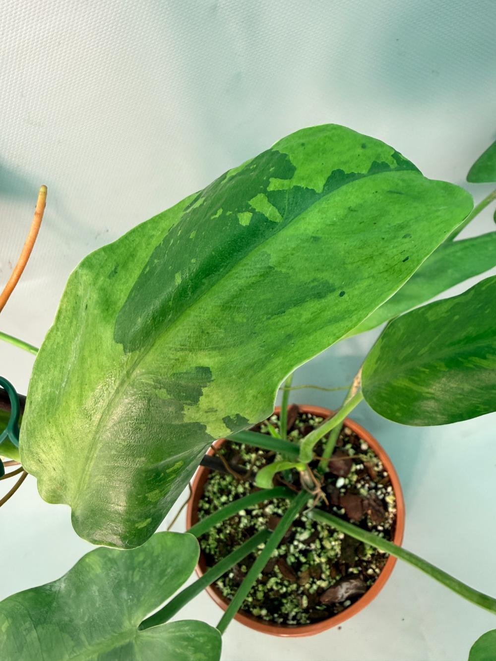 Philodendron Jose Buono variegata XL 07