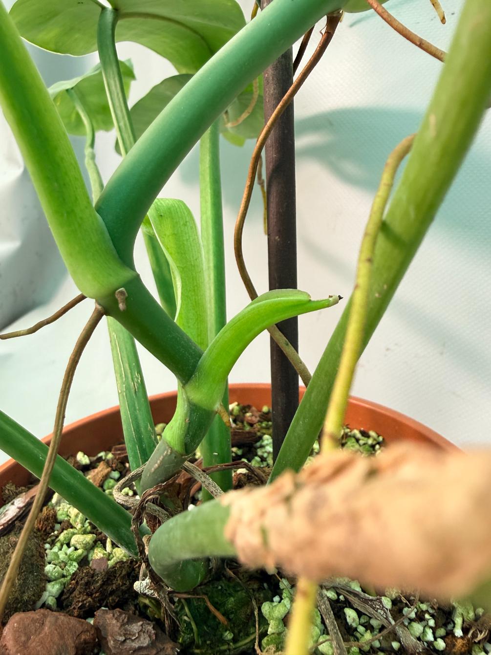 Philodendron Jose Buono variegata XL 08