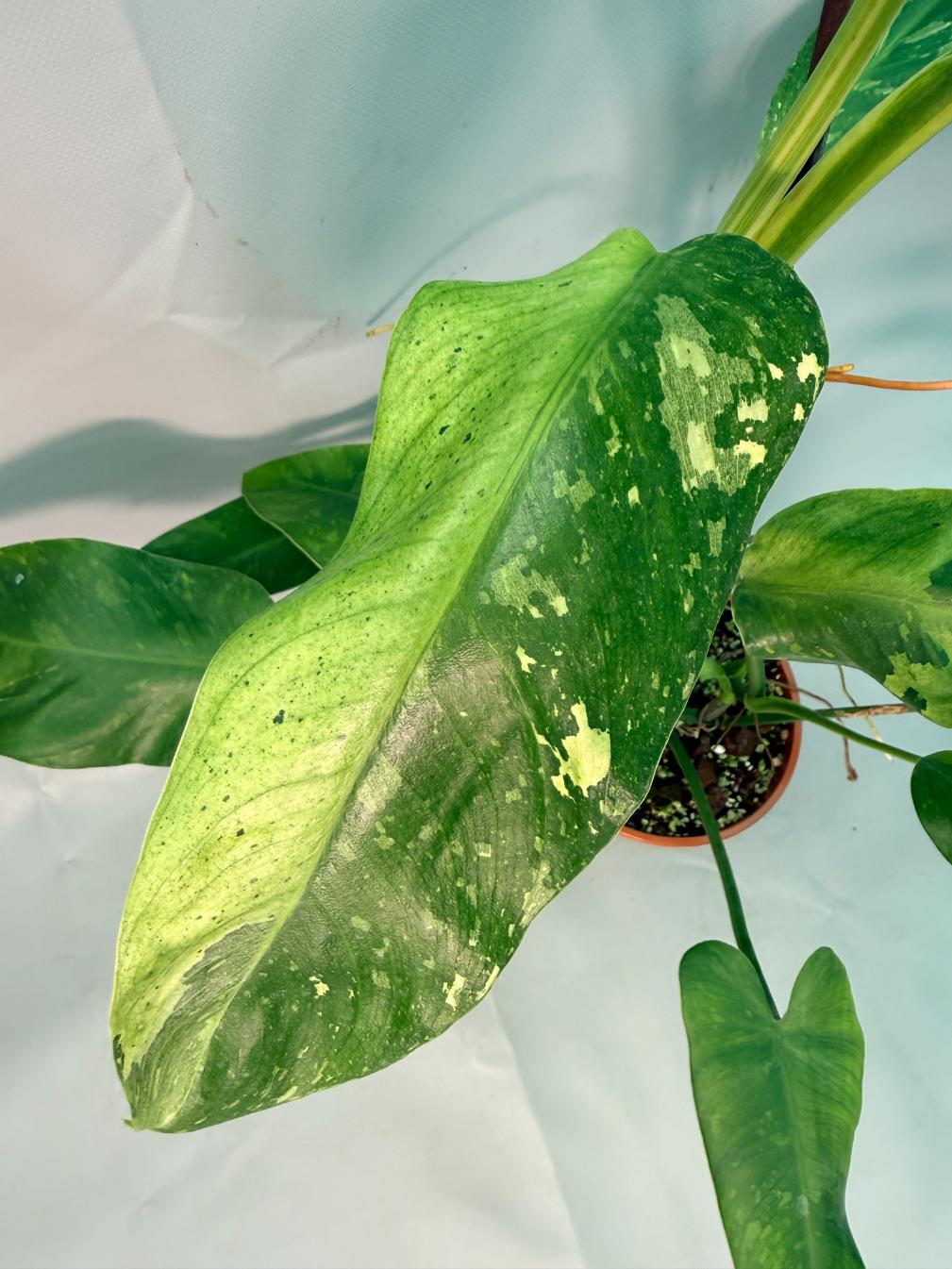 Philodendron Jose Buono variegata XL 09
