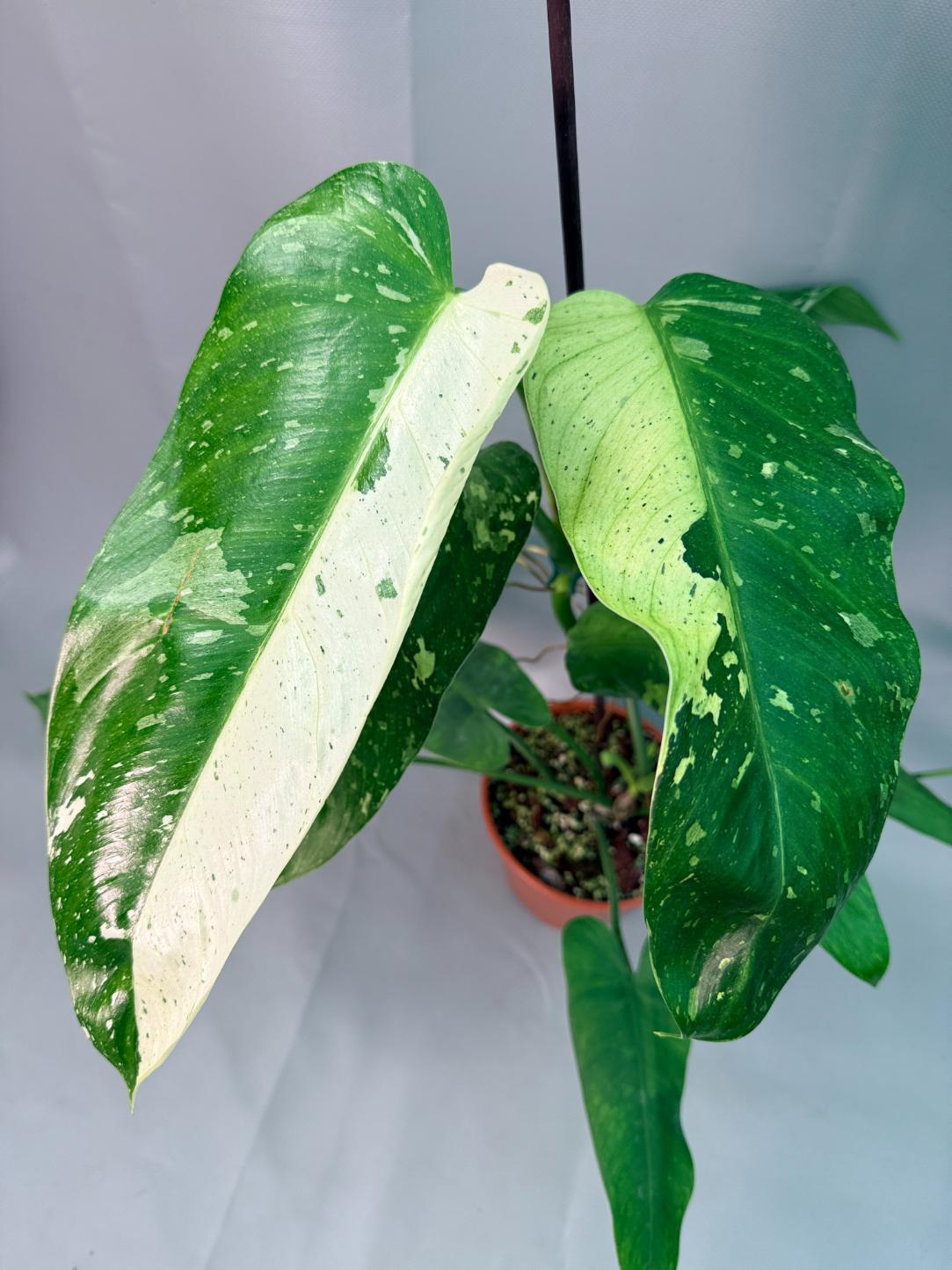 Philodendron Jose Buono variegata XL 10