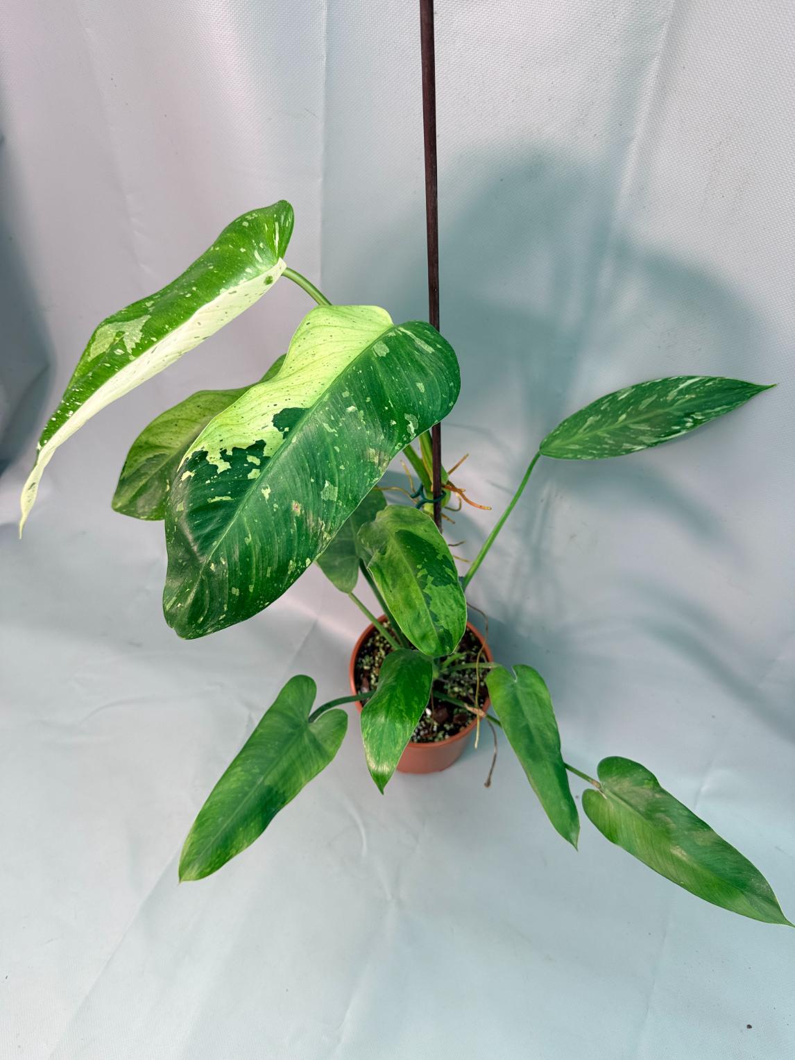 Philodendron Jose Buono variegata XL 03