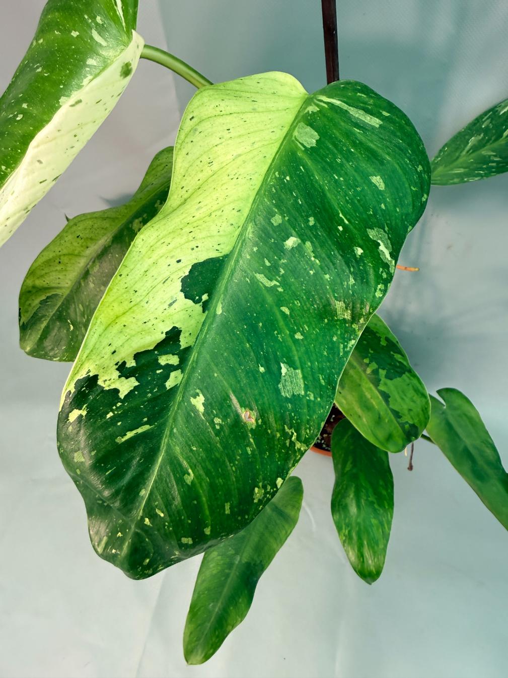 Philodendron Jose Buono variegata XL 04
