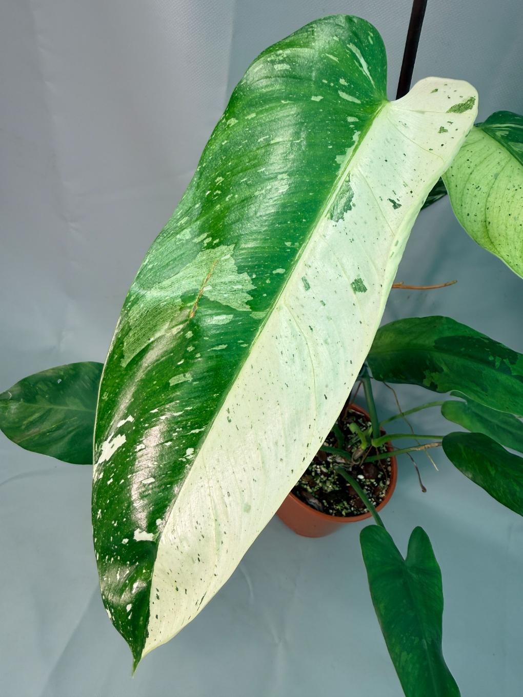 Philodendron Jose Buono variegata XL 05