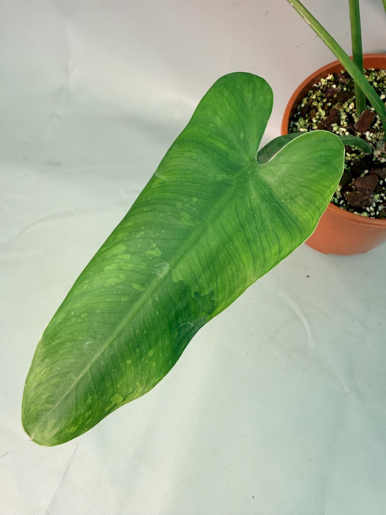 Philodendron Jose Buono variegata XL 06