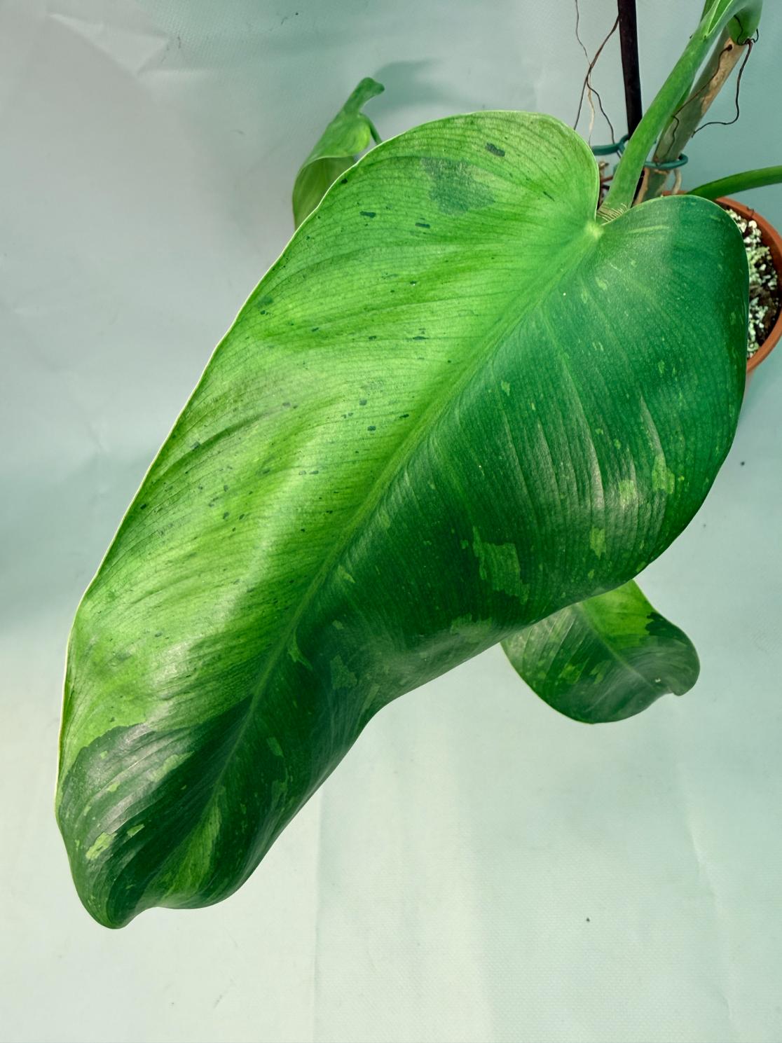 Philodendron Jose Buono variegata XL 09