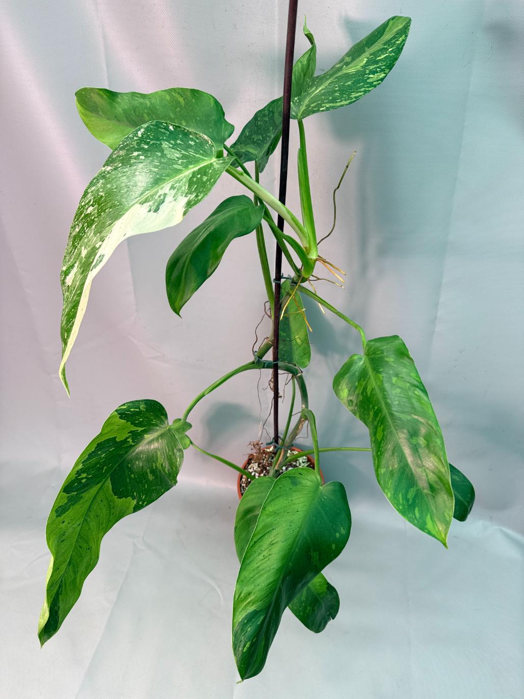 Philodendron Jose Buono variegata XL 02