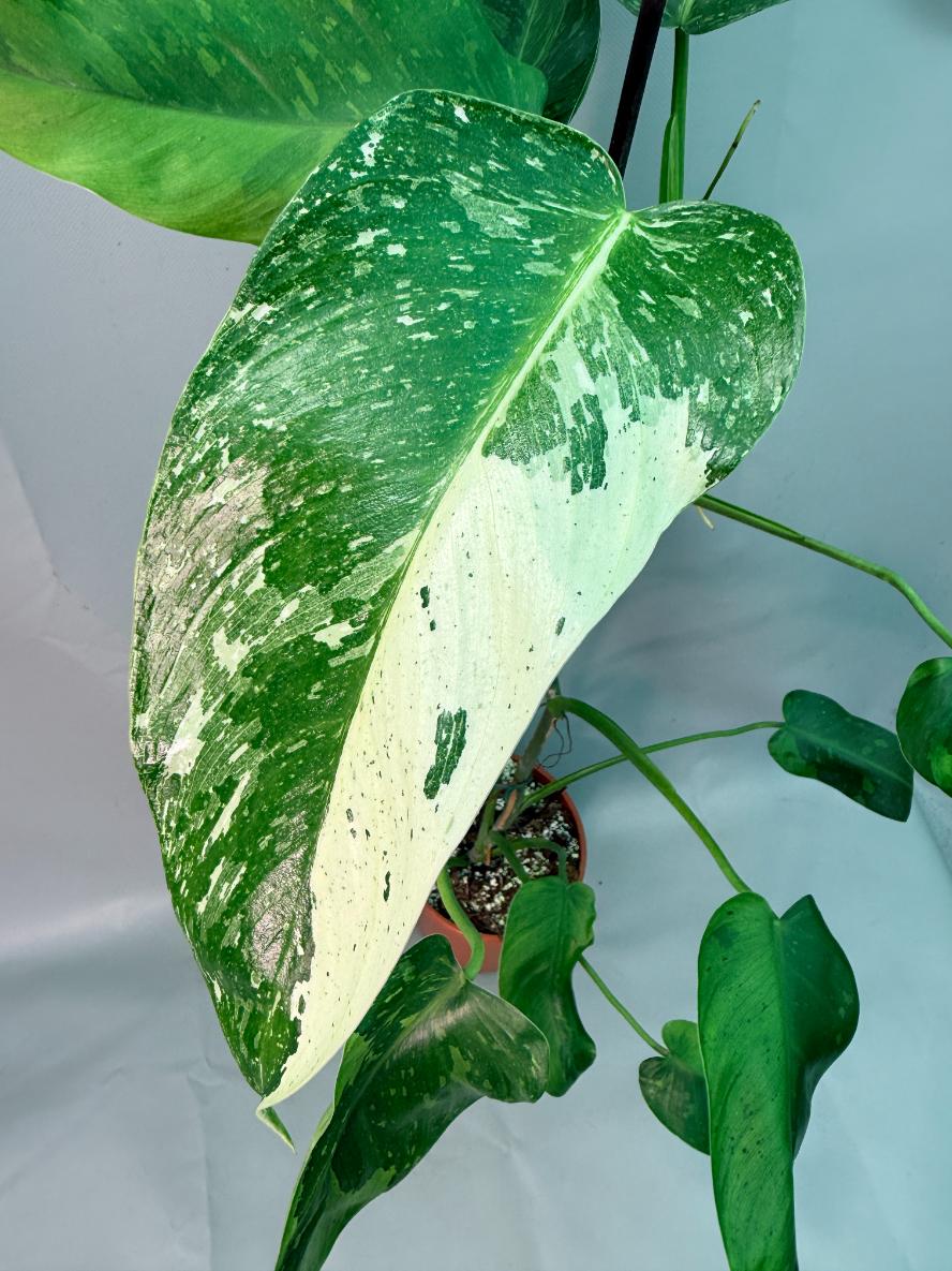 Philodendron Jose Buono variegata XL 03
