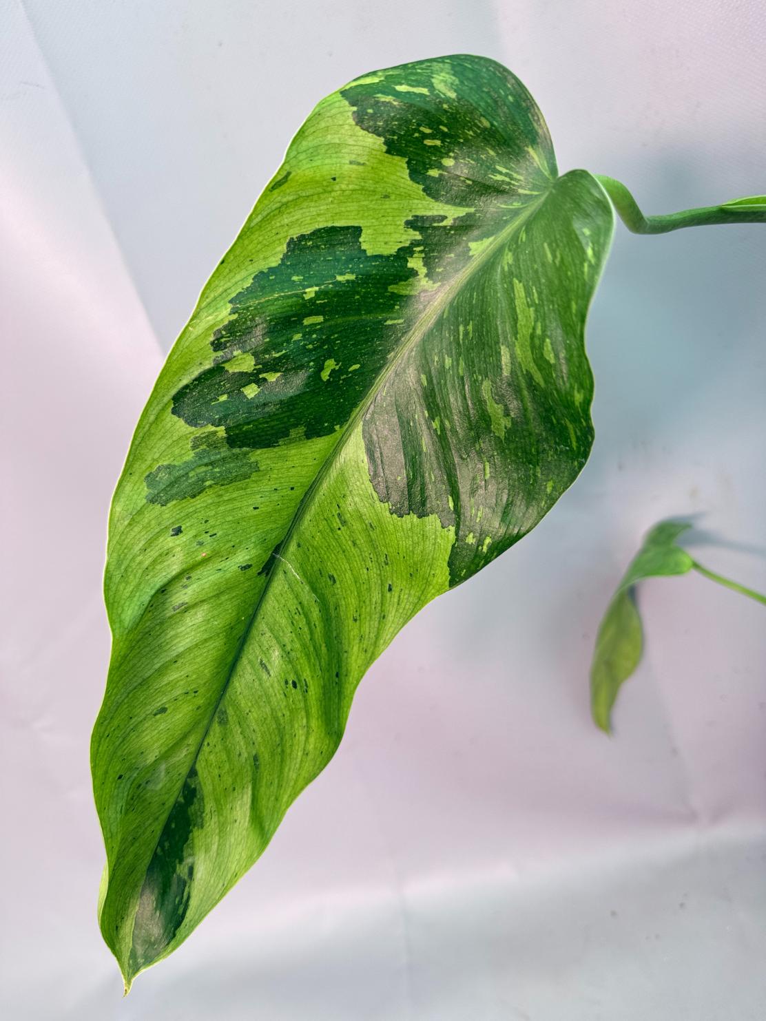 Philodendron Jose Buono variegata XL 04