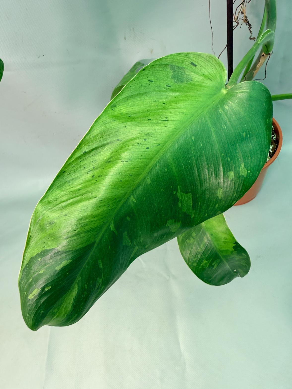 Philodendron Jose Buono variegata XL 05