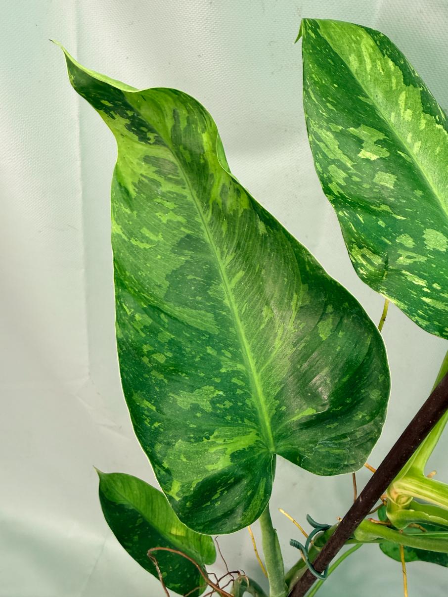 Philodendron Jose Buono variegata XL 06