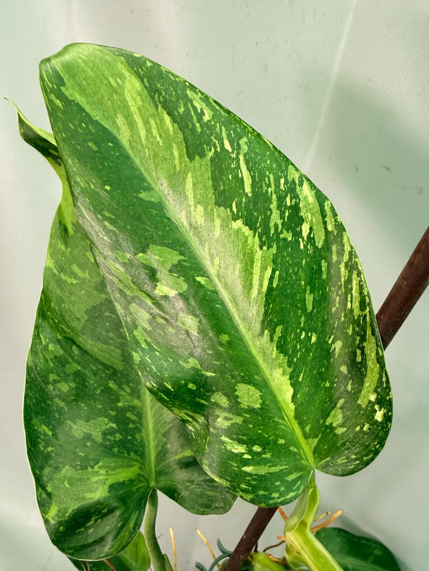 Philodendron Jose Buono variegata XL 07