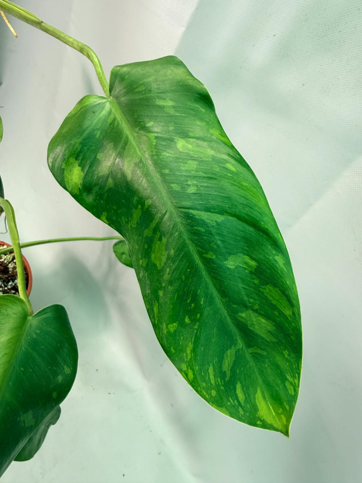 Philodendron Jose Buono variegata XL 08